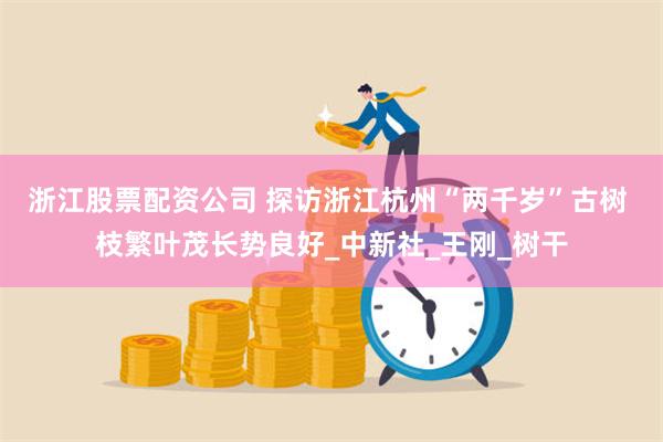 浙江股票配资公司 探访浙江杭州“两千岁”古树 枝繁叶茂长势良好_中新社_王刚_树干
